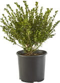 2.25 Gal Holly X34085