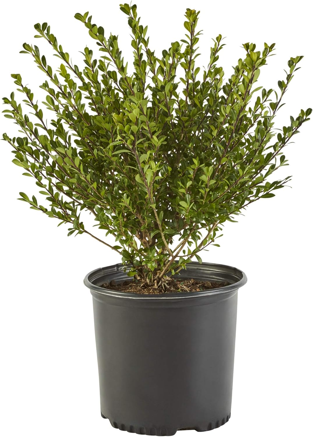 2.25 Gal Holly X34085