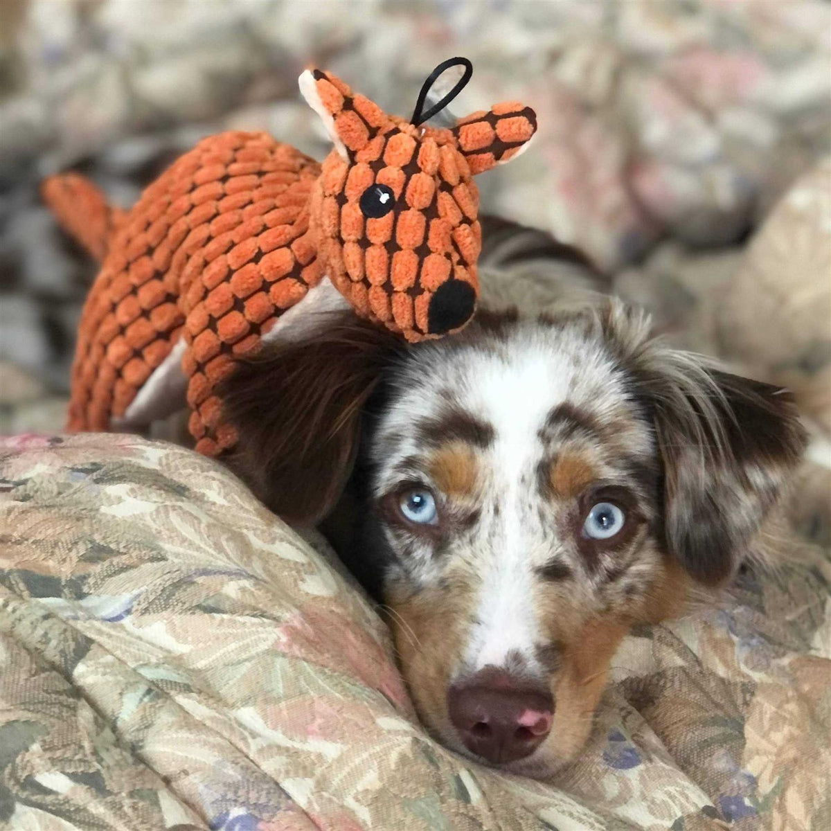 Stuffed Plush Squeaky Dog Toy X680911