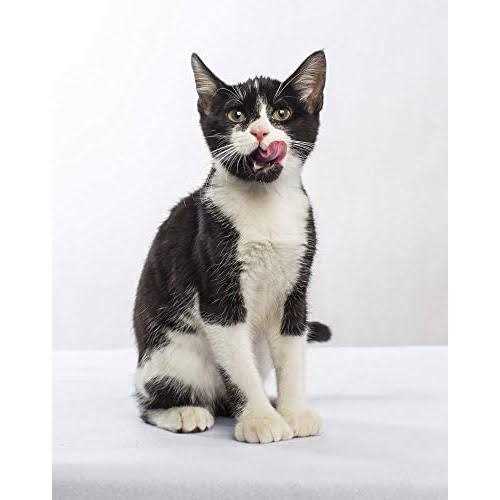 Grain-Free Turkey & Duck Recipe Dry Cat & Kitten Food E411304