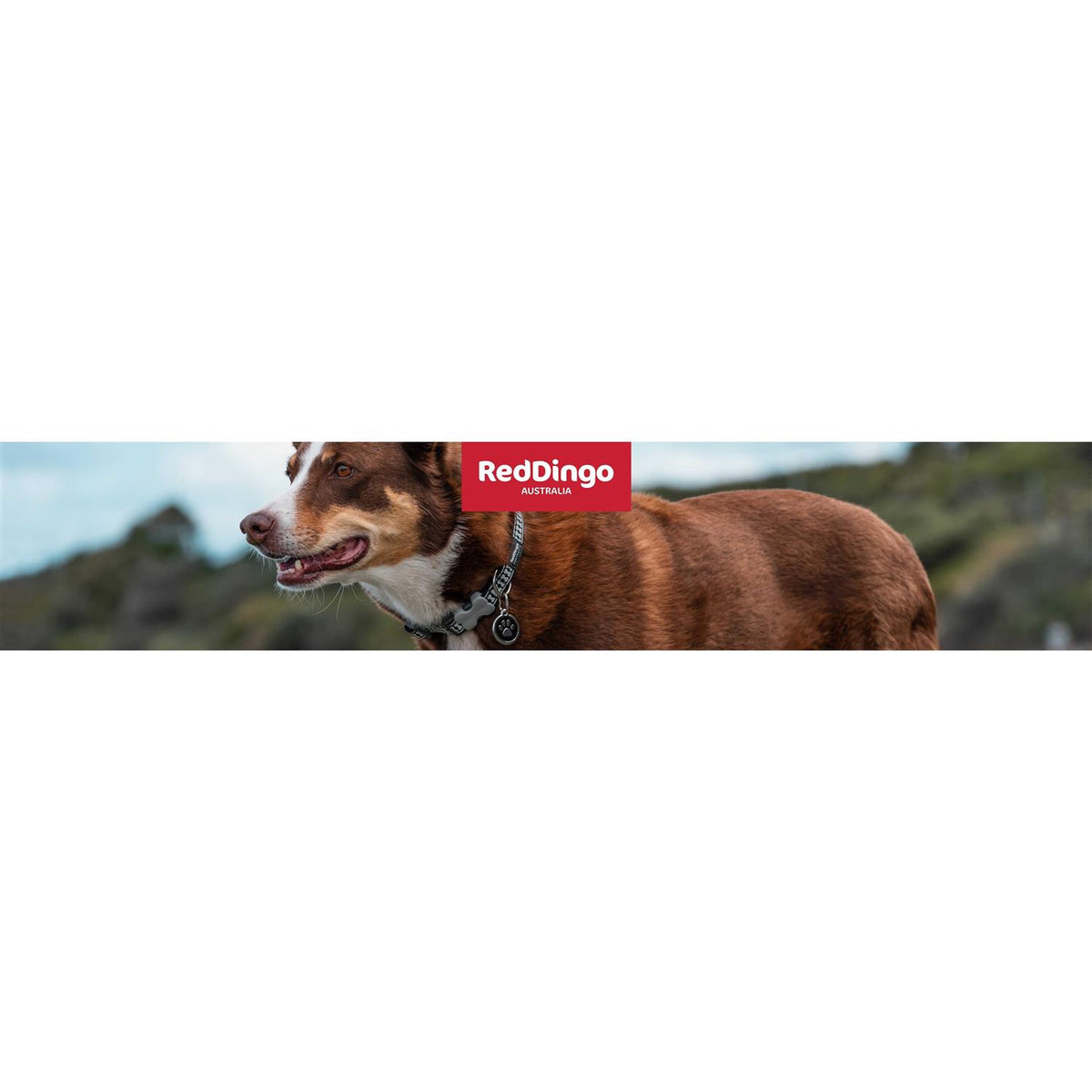 Dog Collar S4335