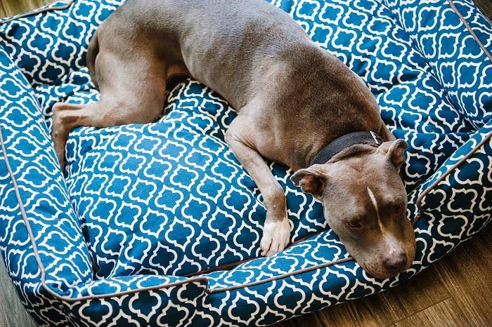 Lounge Pet Bed P915