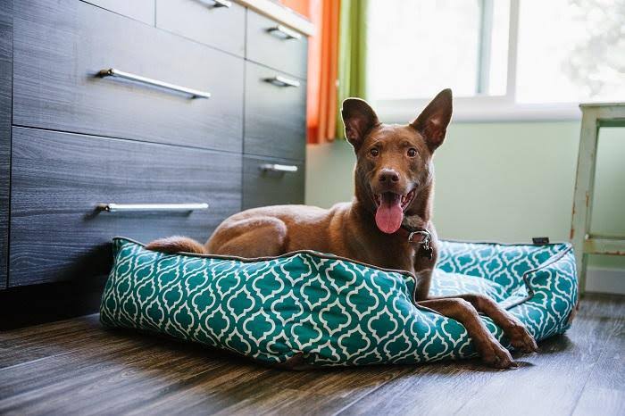 Lounge Pet Bed P915