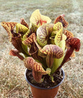 Juvenile Bare Root Carnivorous Plant Sarracenia P115747