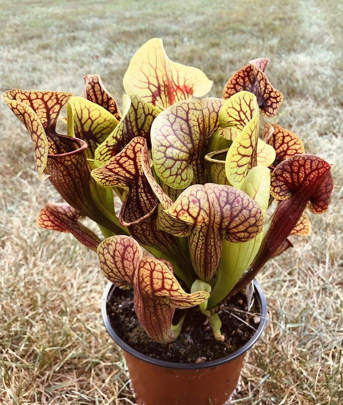 Juvenile Bare Root Carnivorous Plant Sarracenia P115747
