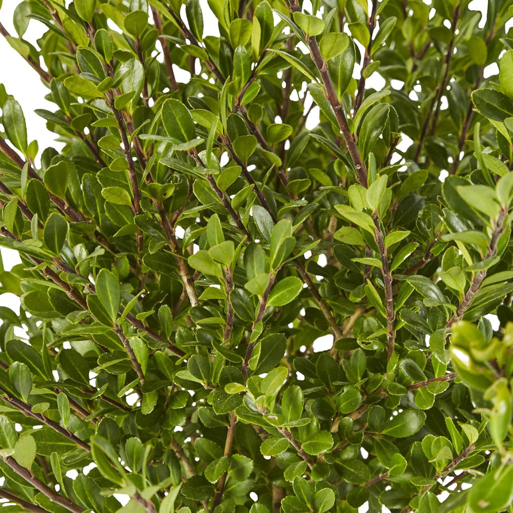 2.25 Gal Holly X34085
