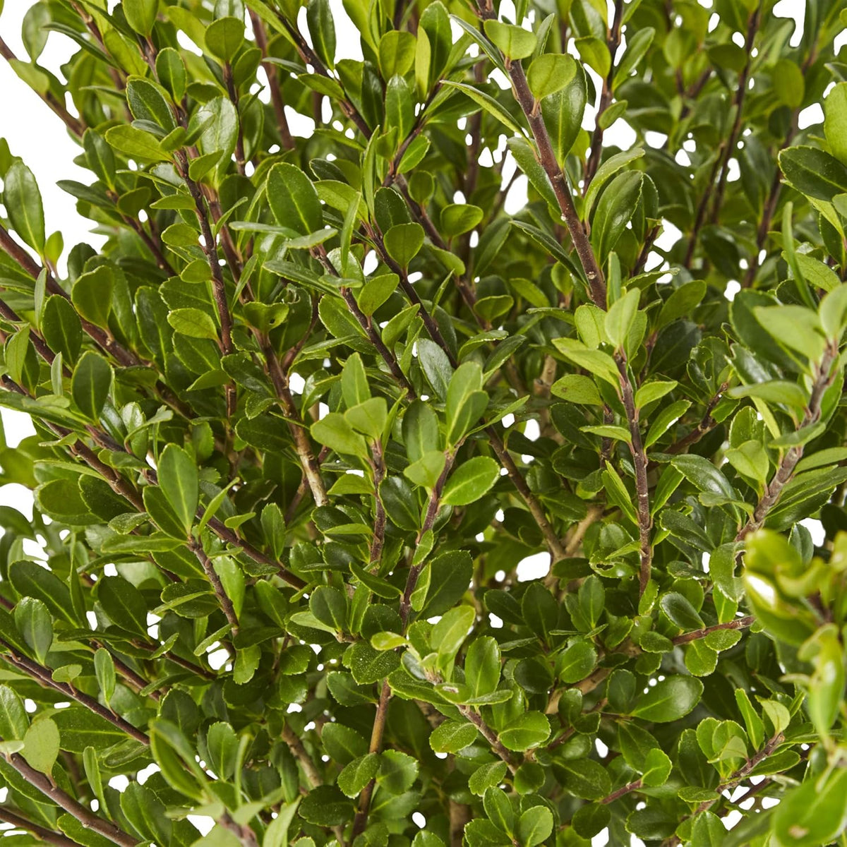 2.25 Gal Holly X34085