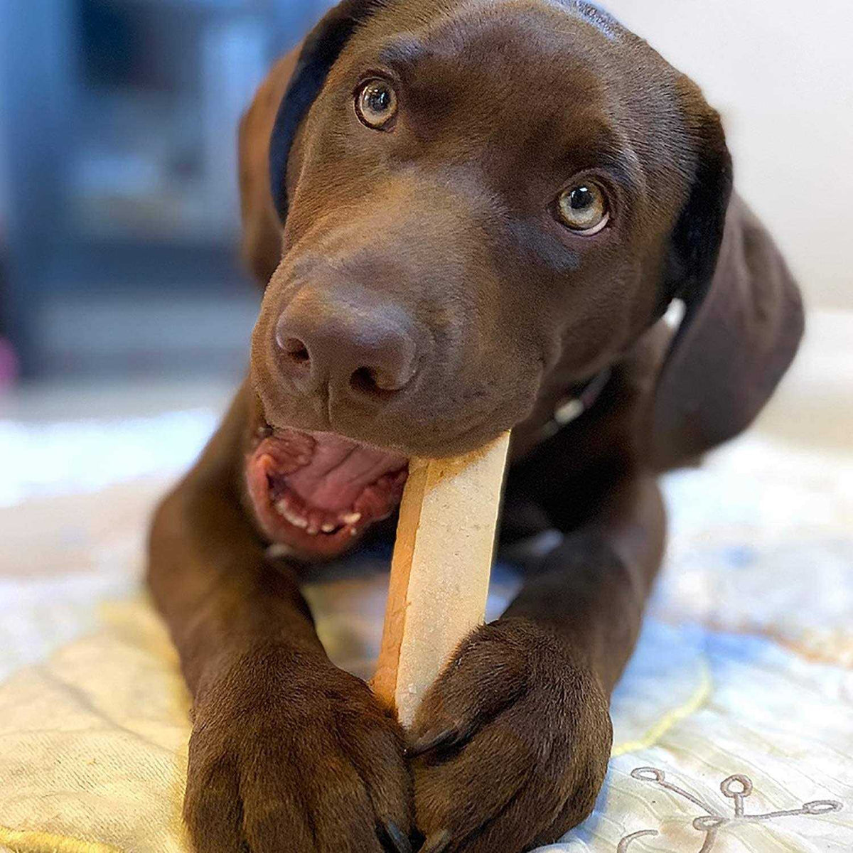 Yak Cheese Dog Chews S118530