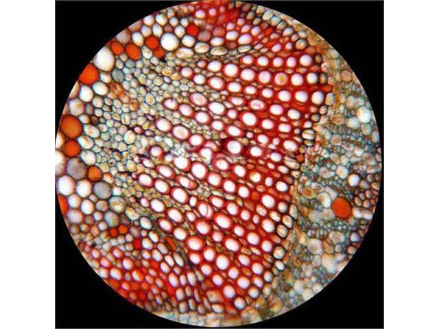 40X-1600X Binocular Biological Compound Microscope T5977