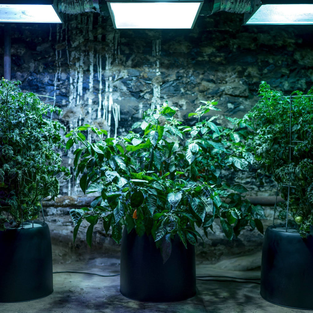Black Magic Grow Pail V961