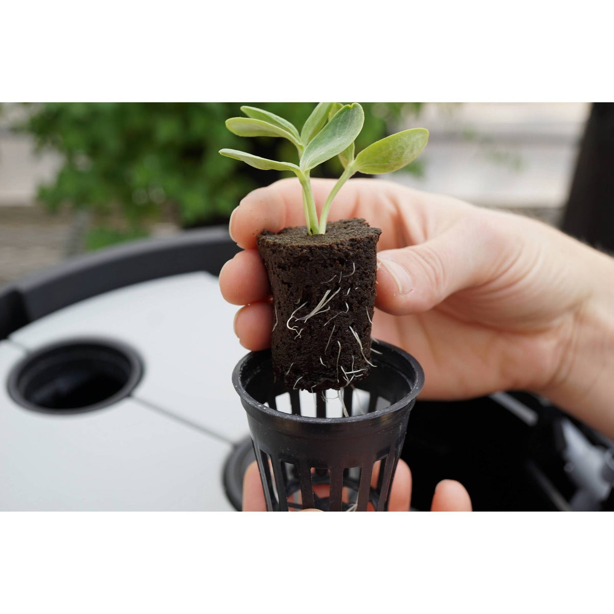 Black Magic Grow Pail V961